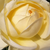 Galben - Trandafir pentru straturi Floribunda - Lemon™